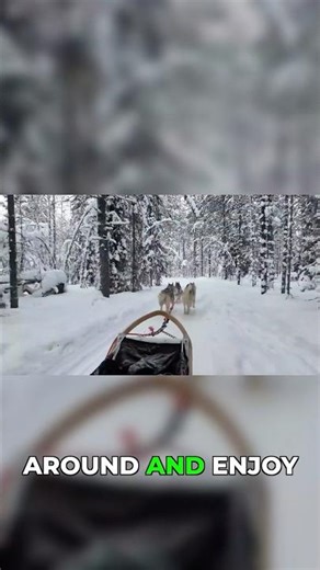 Why Dog Sledding is a MUST-DO in Lapland!