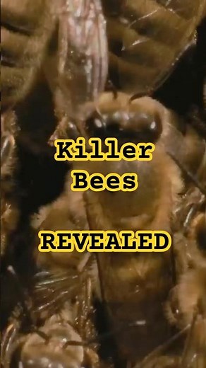 Killer Bees REVEALED - Hidden Origins Explained
