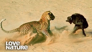 In the heart of Zambia’s Luangwa Valley lies a grove of Ebony trees, home to a troop of #baboons. 🐒🐒🐒 It’s rich habitat – tall trees for roosting in, plenty of seeds and flowers to eat, and a creek that winds through the middle. Even so, there are dangers here – lions and hyenas are always on the lookout for a meal. Most dangerous of all is the resident #leopard who, unlike the other predators, is powerful and agile enough to climb trees. He’s not an easy foe to elude. 🐆 | Love Nature