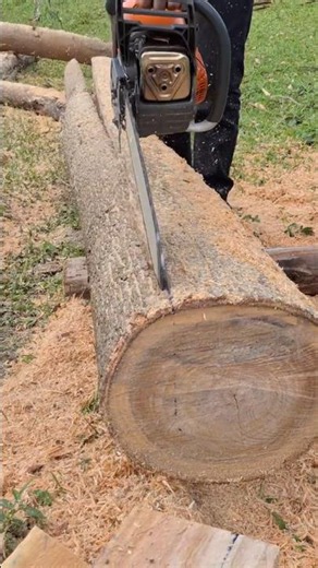 Finishing up a stump with a Husqvarna 585xp chainsaw