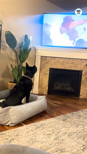 2.6K views · 109 reactions | That’s when they discovered Bosco’s unusual hobby: watching screens. TV shows, movies, video games, if it’s on a screen, he’s watching. And if there’s an animal involved, expect him to bark his opinion. | The Koala | Facebook