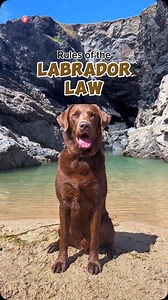 Does your dog follow the rules of Labrador law? 🐶🤭 We saw the lovely @emilycoleillustrations post their Labra-law illustration and we just had to make our own version 🥹 to remind us of all the reason why we love Labradors so much! There are so many rules I could of posted but these are my top ten 🥰 Let me know what rules you’d add on to the Labrador Law 🐶🤎 #labrador #dog #dogsofinstagram #dogs #labradorretriever #labradorpuppy #labradorlove #labradorable #labradoroftheday #viral #viralvide