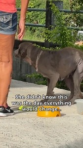 3.8M views · 49K reactions | Terrified and helpless with just one human she could trust. This kind lady has been feeding this street dog daily, she reached out to us and asked if we could help urgently. We’ll share more on this doggo’s story soon… #streetdog #dogrescue #dogsofthailand #dogs | Happy Doggo | Facebook