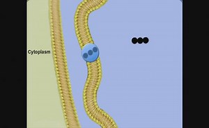 Bio 08: 10 - Pyruvate And Krebs Cycle