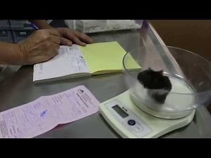 The hamster's right cheek pouch is impacted again