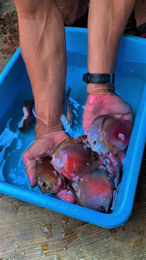 Discus 3’5 inc #trending #fyp #fyppppppppppppppppppppppp #viral ##ikanhias #ikanhiasindonesia #budidayaikanhias #fish #grosirikanhiastulungagung #grosirikanhias #ikanhiasjakarta #ikanhiasmurah #import #export #dubai #rare #aquarium #tankmate #discusfish #symphysodon