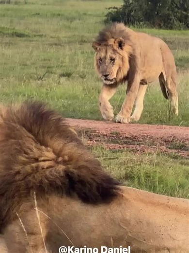 Kiok's Journey: Healing and Justice for Brother Lions