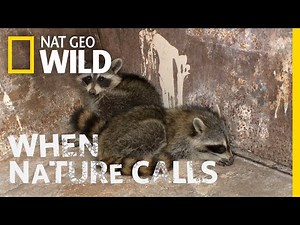 Watch as Two Raccoons Get Rescued | When Nature Calls