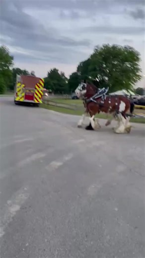 Broken Spoke Clydesdale’s on Instagram: "Just walking or walk foing it our way #fyp #horse #clydesdale #earthshakers #farmlife #livingthedream #puttingsmilesonfaces #enjoytheride #winfieldks"