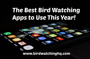 11 Best Birding Apps in 2025! (iPhone & Android)