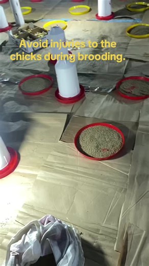 Avoiding Injuries in Chicken Farming Brooding