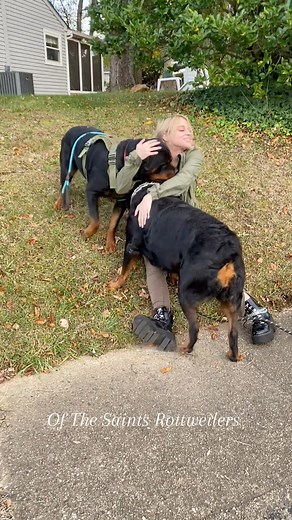 Stranger: “Are your Rottweilers aggressive?” Me: “yeah … aggressively needy.” #rottweiler #Dog #fyp #dogsoffacebook | Of The Saints Rottweilers