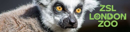 Cheap London Zoo Tickets | 2 for 1 and Other Deals