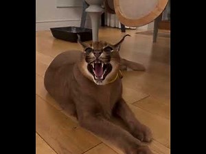 Caracal hiss compilation