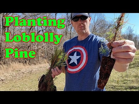 Planting Loblolly Pine Seedlings