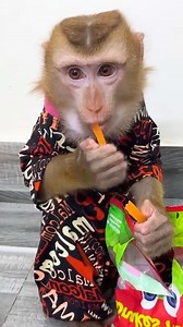 Monkey Kaka vs. Monkey Mit A Battle of Brains and Candy #KakaVideo | Kaka Video