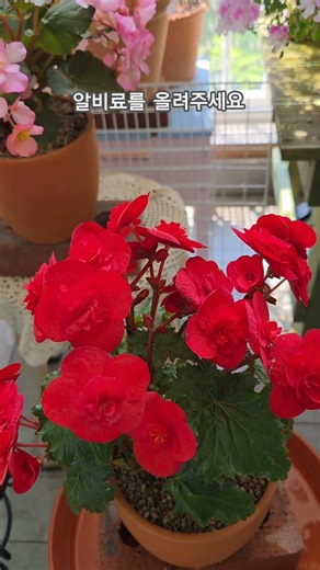 How to Grow Beautiful and Long-Lasting Gloria Begonias