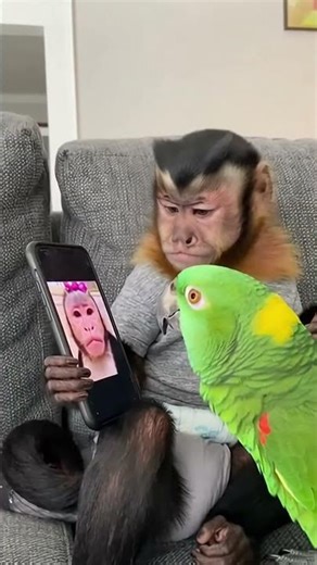 Parrot ROASTS Monkey’s Girlfriend Photo 😂🦜📱 Savage Pet Comedy!