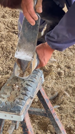 The craftsman is trimming the donkey's hooves. | Cut toenails videos