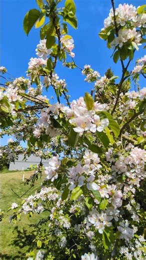 Apple Tree Pollination - Bees - Delta BC #bees #beekeeping #spring #canada