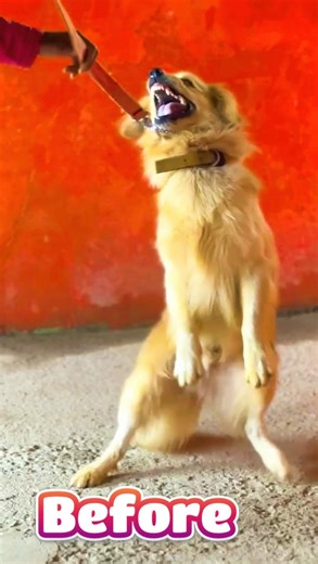 Ranjith R1 Dog Training School & ISO Certified Academy on Instagram: "Golden Retriver dog before training behaviour problem after training without leash walking on road behaviour shaping training finish Godln Retriver Aggressive & Aggressive control training Dog training tricks Dog trainer’s Training Course available @ Ranjith R1 Dog Training & Trainer’s Training academy 9739165995"