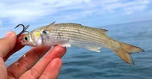 Pescando con carnada viva! Increíble captura!! | Pesca con Roger