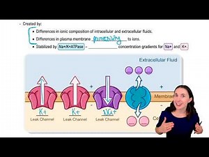 Resting Membrane Potential