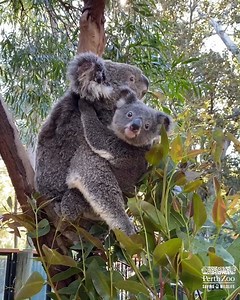 Who else knows a stage 5 clinger? 🐨 | Perth Zoo