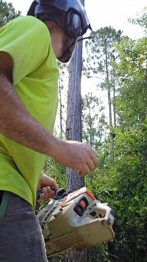 Tropical Trimming & Removal LLC The Branch Manager Tree Service The warm up Bye bye pine!! #treeclimberforlife #treeservice #treesurgeonlife #treeworker #stihlchainsaw #treeclimber #zigzag #PPE #treeremoval | Djayy Lewis