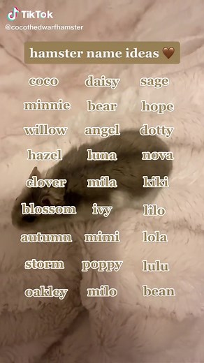 these names are so cute 😩 #hamster #hamsters #dwarfhamster #name #names #nameideas #hamsternames #petnames #hamstercare #hamstersoftiktok #cutehamster #hammy