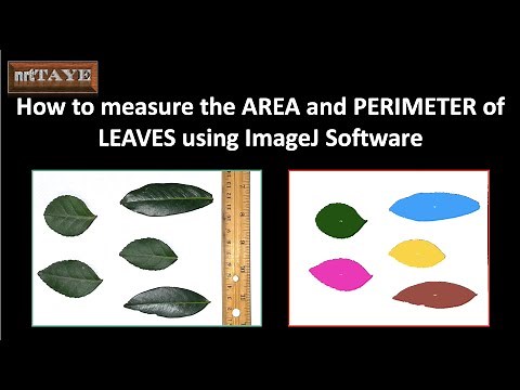 How to measure the AREA and PERIMETER of leaves using ImageJ Software