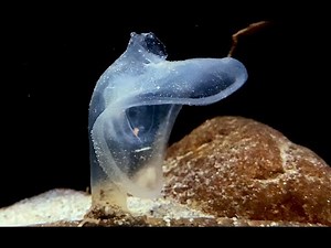オオグチボヤ Predatory tunicate Megalodicopia hians