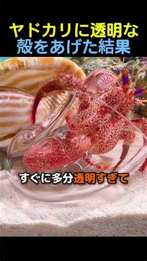 ヤドカリに透明な殻をあげた結果🐚🦀 #ヤドカリ #カニ #動物