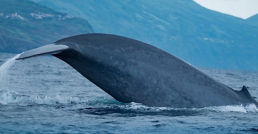 Blue Whale Population: How Many Blue Whales Are There in the World?