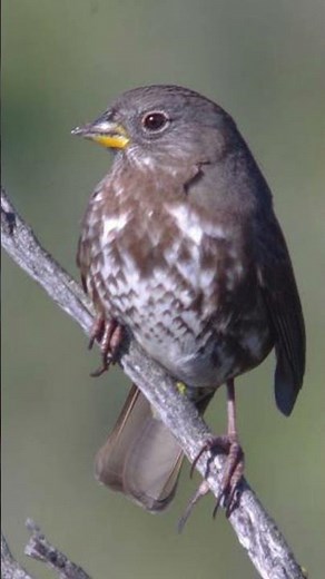 Fox Sparrow Bird Song Video: Bird Call Nature Sound Effect