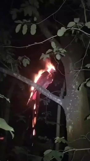 A Bird Surrounded by Flames Filmed… Illusion or a Real Phoenix? This Video of a Bird on Fire Is Confusing the Entire Internet. #Mystery #Phoenix #viralvideo #UnexplainedNature #Incredible