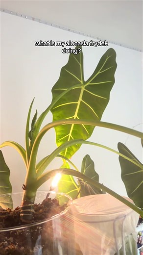 Understanding Alocasia Frydek Care