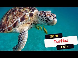 10 Surprising Turtle Facts You NEED to Know!