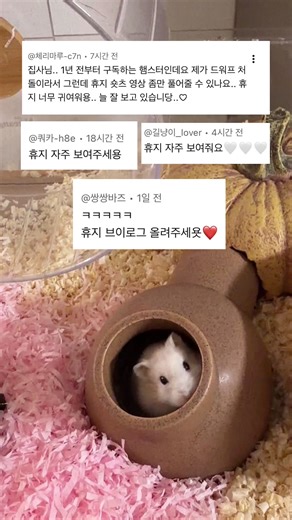 드워프햄스터 휴지 드디어 브이로그