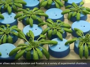 Hydroponics system for Arabidopsis