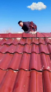 276K views · 598 reactions | "Beautiful Pigeon Cage Setup ️ | Calm & Peaceful Vibes  #Pigeons #BirdLovers #Shorts" | Universal Birds World | Facebook