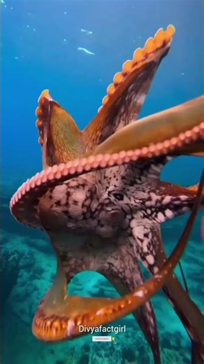 Octopus secrets that will shock you 😨😱| #facts #knoweledgefacts #shortsfeed #amazingfacts #newfacts