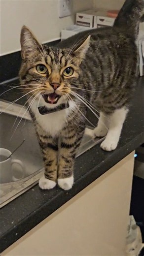 Rascal's super purr for the spare human #cat #catrecovery #purrfect