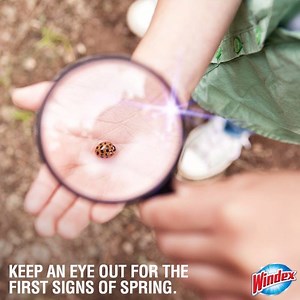 1.1M views · 1.2K reactions | With unbeatable streak-free shine, Windex® Original Glass Cleaner can get you even closer to nature. | Windex | Facebook