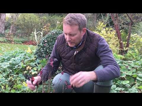 Comment tailler un physocarpus Opulifolius ou physocarpe à feuilles pourpres en novembre ?