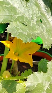 7.7K views · 91 reactions | Hand Pollination on Zucchini's Plant. . . . Please Click on the link below to Buy The Best Quality Zucchini's seeds https://organicbazar.net/product/zucchini-yellow/ #zucchini #vegetables #organicgardening #organic #facebookreels #tarrecegardening #TermsAndConditions #gardening #facebookpost #trendingreels | OrganicBazar | Facebook