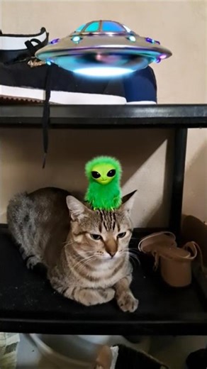 alien cat View 🙀