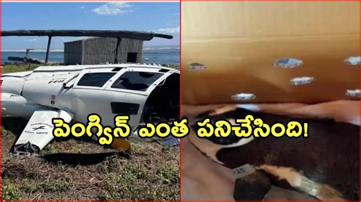 పెట్టెలో పెంగ్విన్ కారణంగా కూలిపోయిన హెలికాప్టర్!