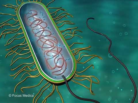 Escherichia coli - Microbiology dictionary