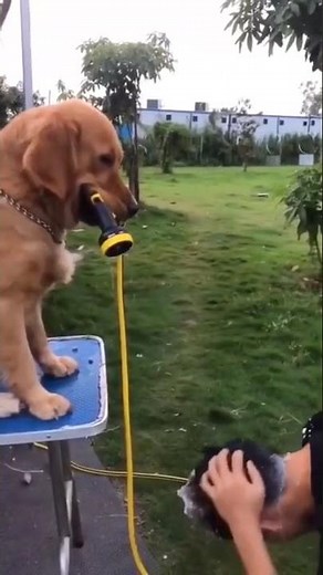 Dog peed on owners head l Funny video #goldenretriever #puppy #cute #dog #dogcompilation